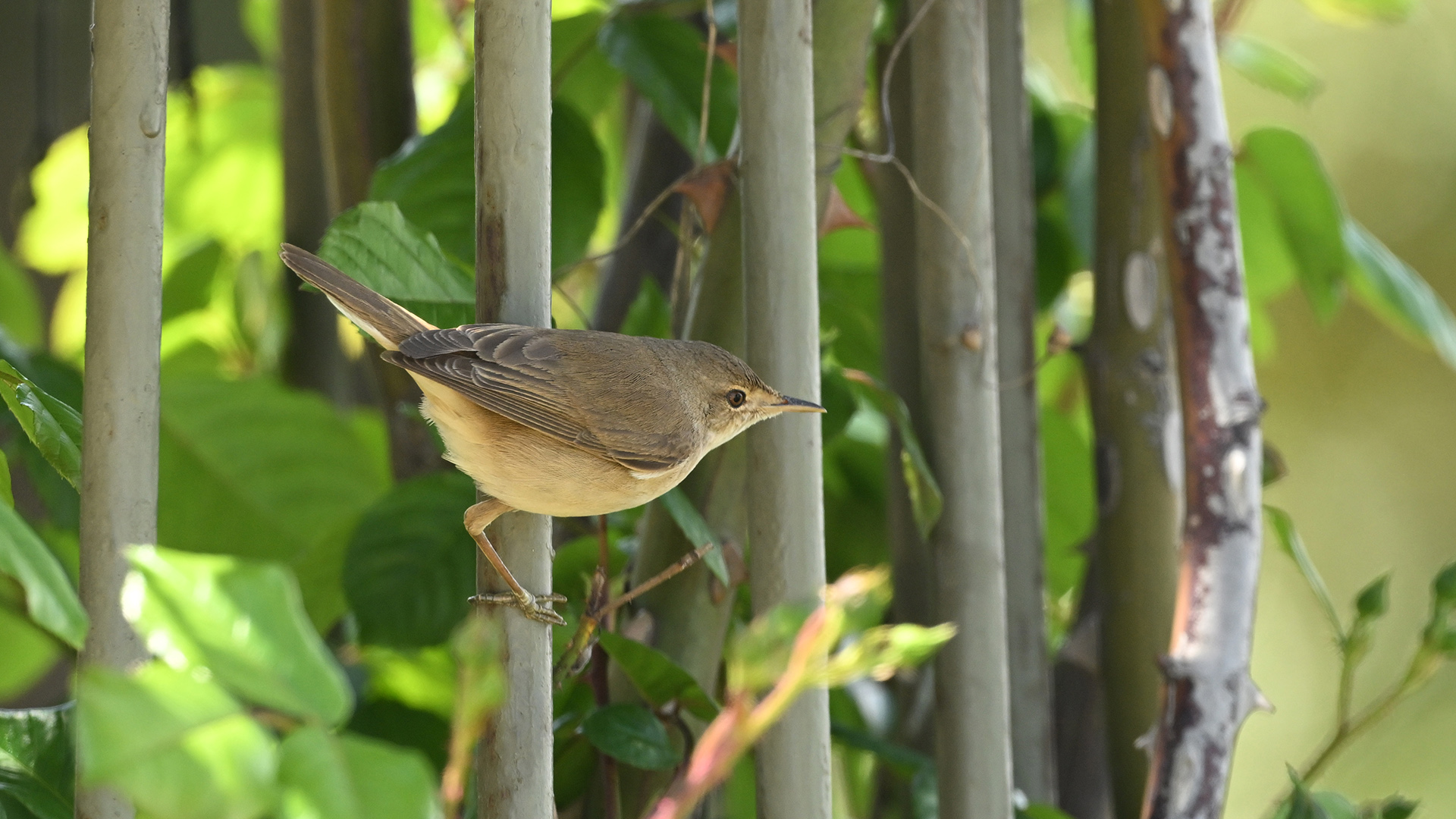 Marsh Warbler